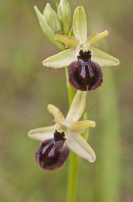 ophrys pseudoatrata in Lucania